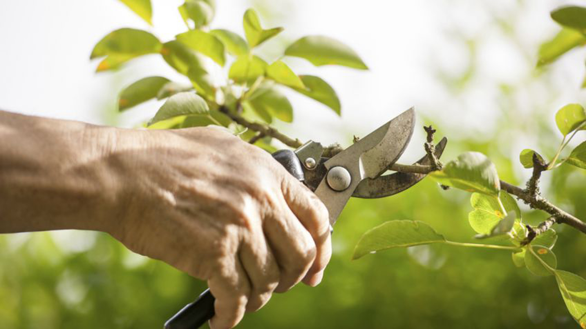 Actualidad Diocesana